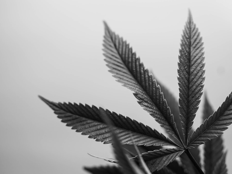 Marihuana a zdrowie kobiet: Korzyści i ryzyka - abcdhe 31