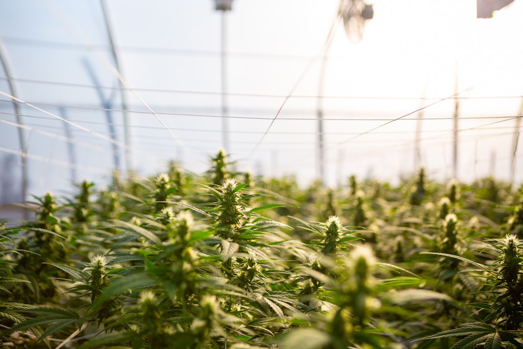 Photo Hemp plant