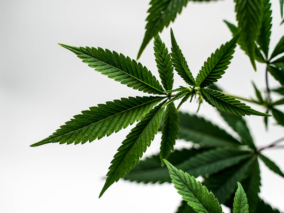 Photo Cannabis leaf