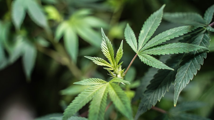 Marihuana a zdrowie kobiet: Korzyści i ryzyka - image 69