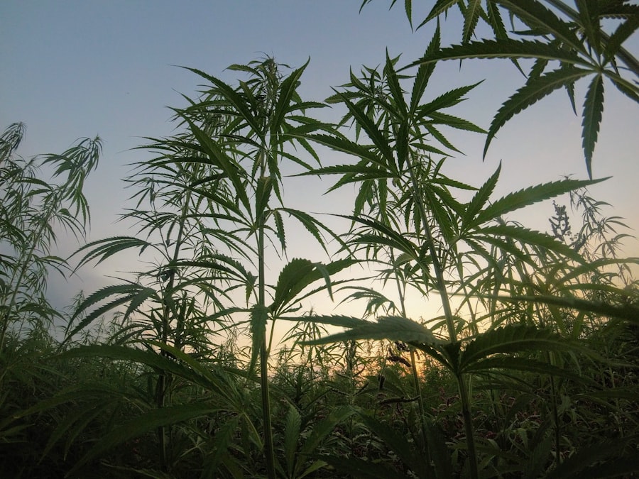 Marihuana w zupach: Nowy trend kulinarnej ekstrawagancji - abcdhe 6