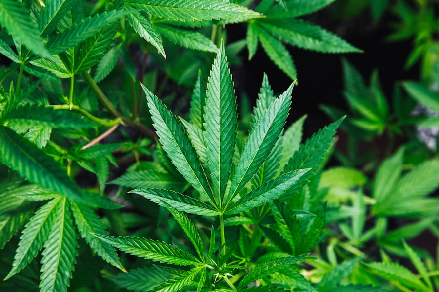 Marihuana w zupach: Nowy trend kulinarnej ekstrawagancji - image 13
