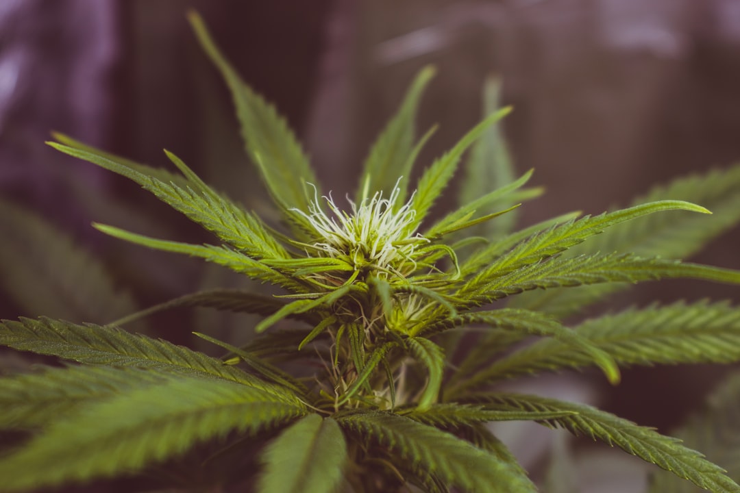 Photo Cannabis plants