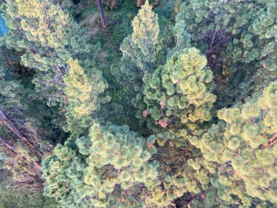 Marihuana w polskich wsiach: rzeczywistość i wyzwania - abcdhe 1