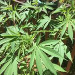Photo Cannabis field