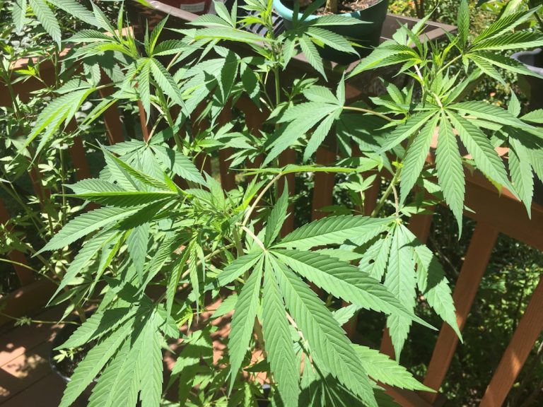 Photo Cannabis field