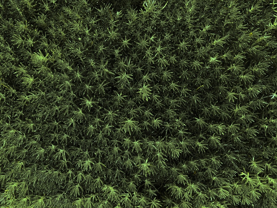 Marihuana w polskich wsiach: rzeczywistość i wyzwania - image 3